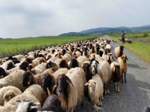 Yaylalara göç başladı