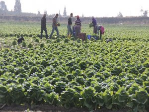 Tarlada aldım 50 kuruş, pazara getirdim 3 lira?