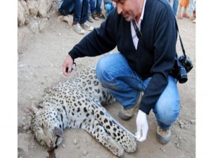 Jandarma, leopar'ın vurulduğu  alanda arama yaptı