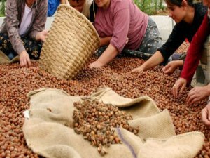 Fındık üreticilerinde organik yumurta sevinci