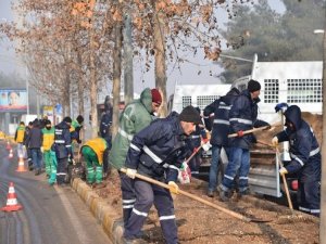 Yeşil alanlarda 129 bin lale ve 80 bin menekşe açacak