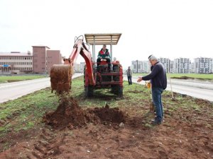 Bağlar Belediyesi refüjleri ağaçlandırıyor