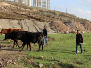 Sur’un fedakar çocukları