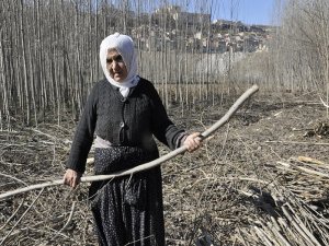 Ağaç dalları yoksullar için ısınmak demek