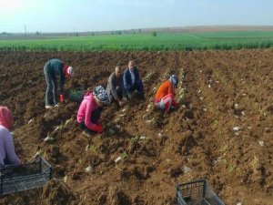 Belediyenin tahsis ettiği arazide üretim yapıyorlar