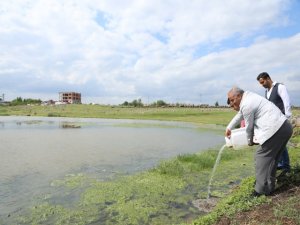 Vektör mücadelesinde Gambusia balıkları kullanılıyor