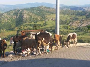 Kulp’ta başıboş hayvanlar vatandaşı bezdirdi