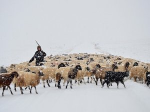 Çözüm süreci hayvan varlığını artırdı