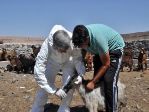 520 bin hayvan kayıt altına alındı