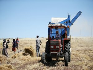 Kırmızı mercimek üreticisini sevindirdi