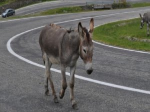 Başıboş eşek kazaya neden oldu: 5 yaralı