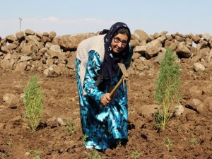 Rüyasında gördü, üvey oğluna böbreğini verdi