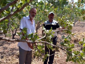 Domuz sürüleri üzüm bağı ve fıstık ağaçlarına dadandı