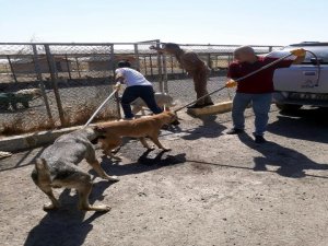 Başıboş sokak köpekleri toplatılıyor