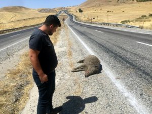 Karayoluna çıkan domuza otomobil çarptı