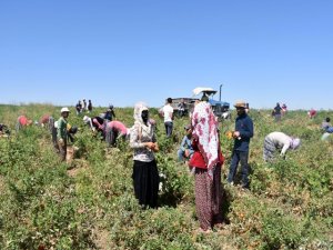 Domatesi kazanca dönüştüren yatırım