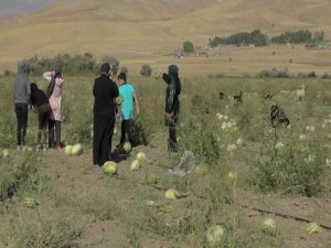 Geç gübrelenen binlerce kavun ve karpuz hayvanlara yem oldu