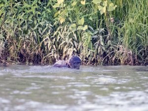 Dicle Nehri'nde 3 su samuru görüntülendi