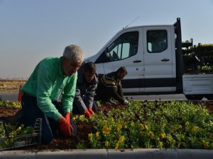 1 milyon 500 bin kışlık mevsimlik çiçek dikiliyor