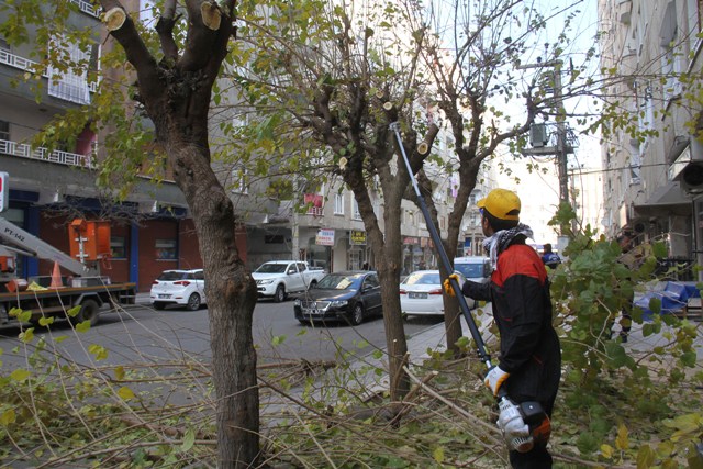 Bağlar'da budama ve bakım