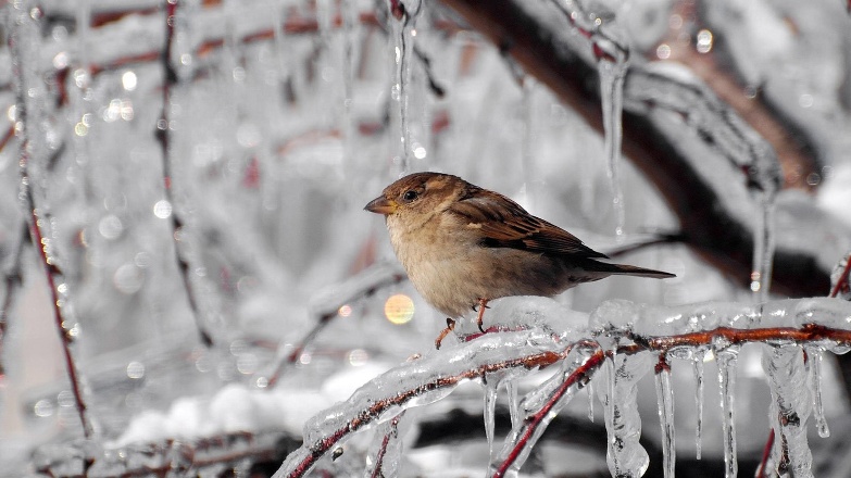 Meteorolojiden 5 il için buzlanma ve don uyarısı