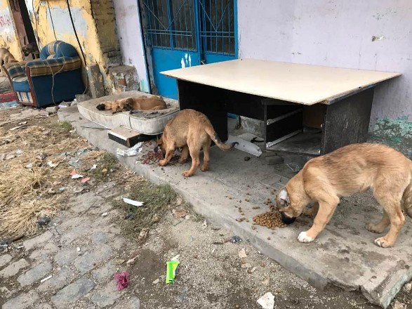 Hayvanseverler, yasaklı mahallelerdeki hayvanları doyuruyor