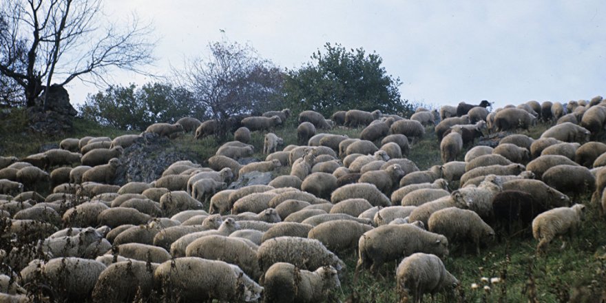 300 koyun projesinden sadece 1667 kişi yararlanabilecek