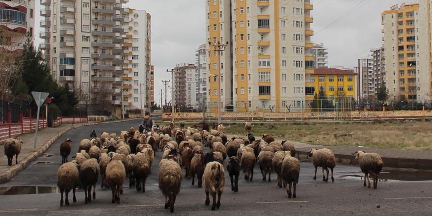 Hayvanlarımı nerede otlatayım?