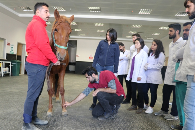 Öğrencilere uygulamalı veterinerlik eğitimi