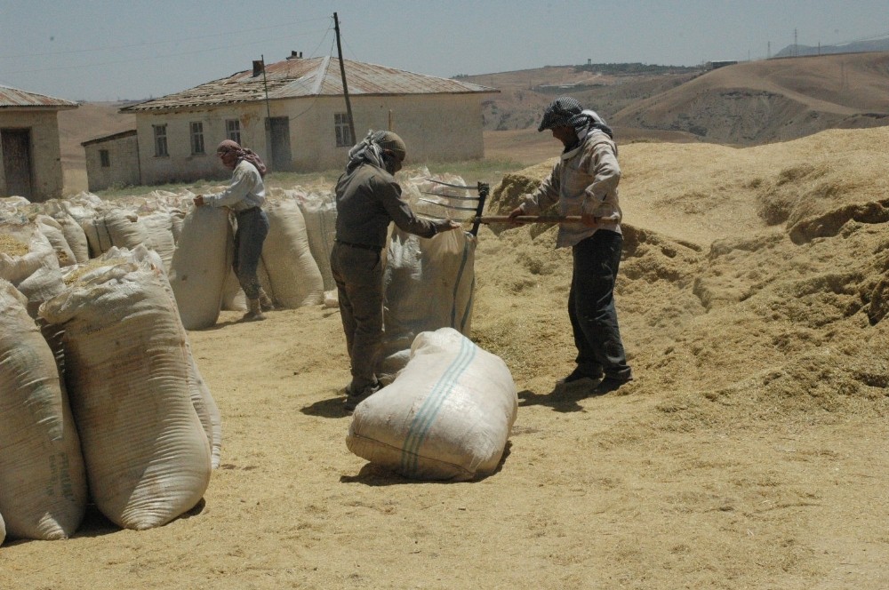 Siirt'te 50 Bin Ton Hububat Alımı Gerçekleştirildi