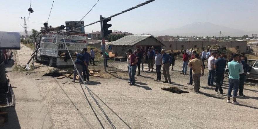 Ağrı’da Trafik Kazası: 20 Hayvan Telef Oldu