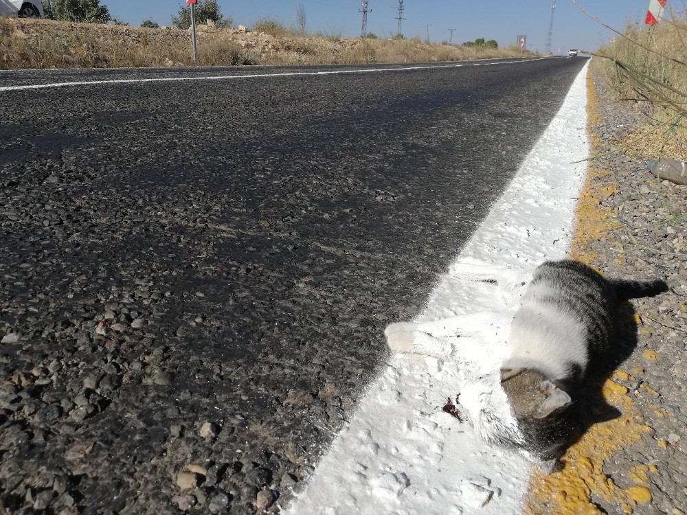 Yol Çizgi Çalışması Yapan Ekipler Ölü Kediyi De Çizdi