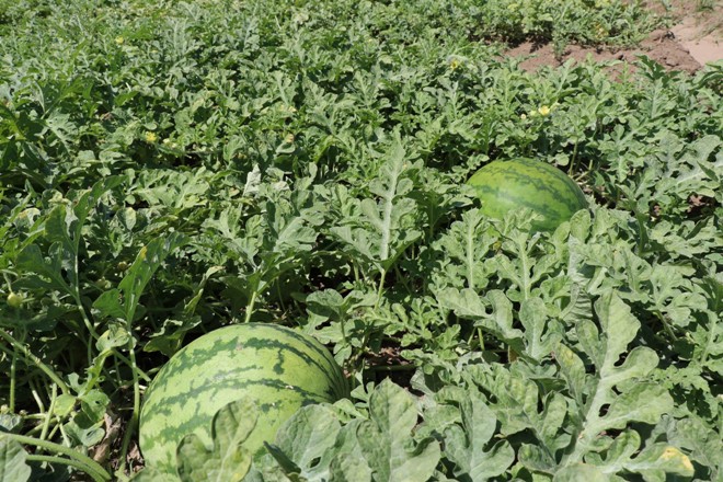 Karpuzu ile meşhur Diyarbakır üretimde geriledi