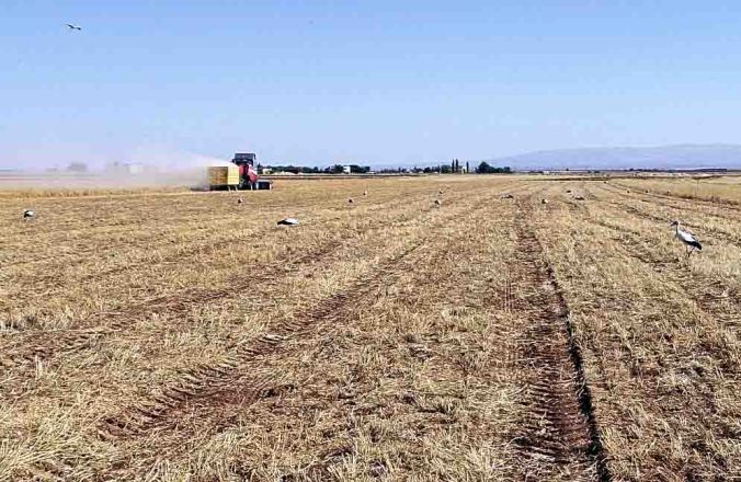 Çiftçi için hasat, leylekler için av zamanı