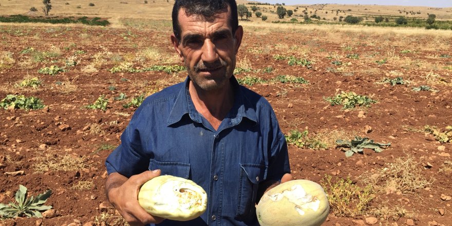 İtfaiye ekipleri kayıp dananın peşinde