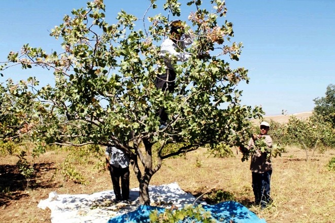 Üreticiye ‘fıstık’ gibi gelir