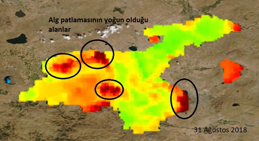 Van Gölü'nün rengi neden değişiyor?