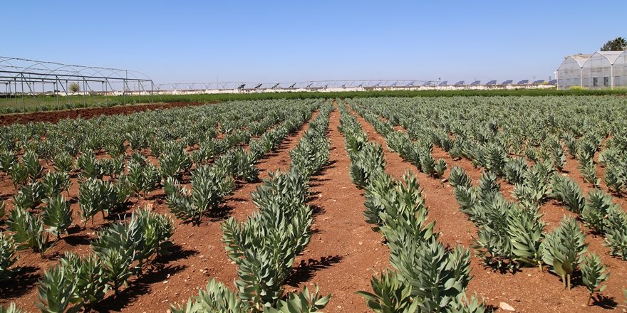 Doğu'nun endemik bitkileri koruma altına alındı