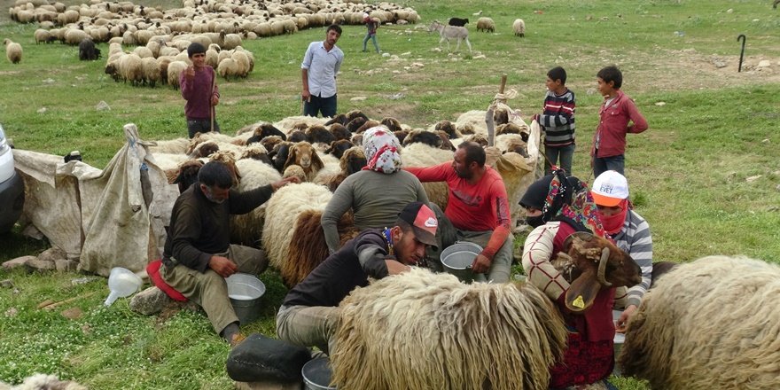 Yaylalara göç sürüyor