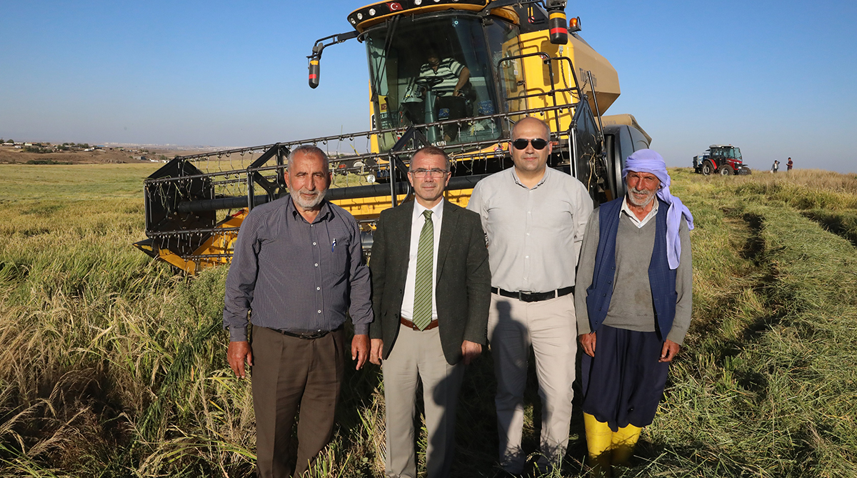 Diyarbakır’da çeltik hasadı başladı