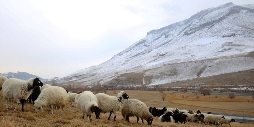 Van'da bir yanda kar kış eziyeti bir yanda merada hayvan otlatma sevinci