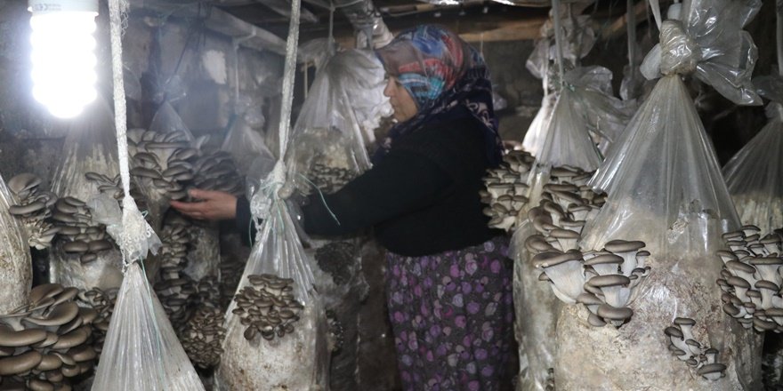 Vanlı kadınlar evlerinde mantar üreterek memur maaşı kazanıyor