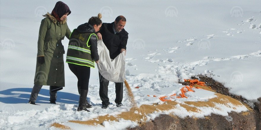 Şırnak'ta yaban hayvanları unutulmadı