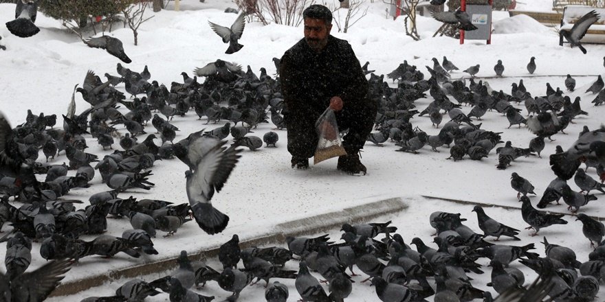 Kuşların yem mücadelesi görsel şölene dönüştü