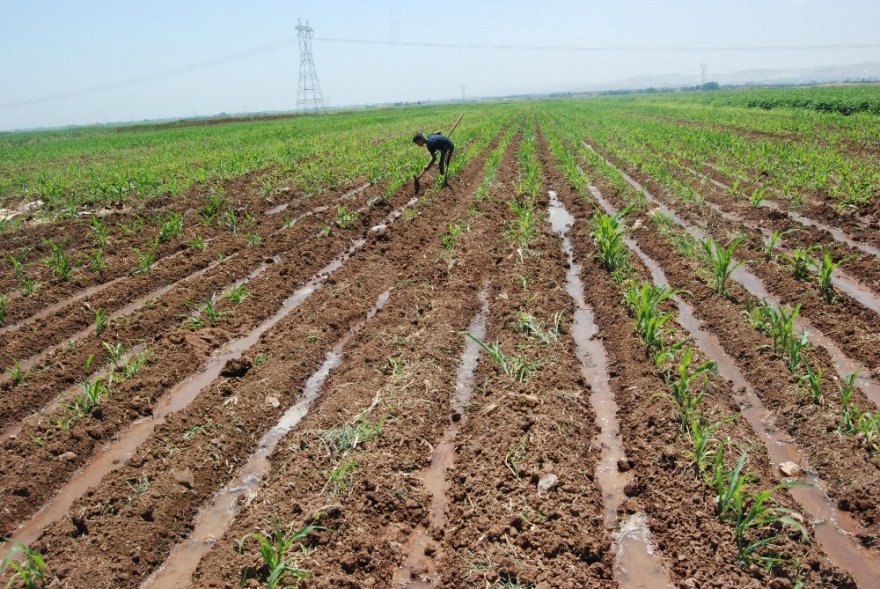 Boyundan Büyük Küreği İle Tarlayı Suluyor