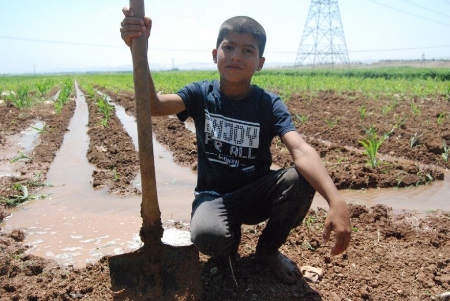 Boyundan Büyük Küreği İle Tarlayı Suluyor