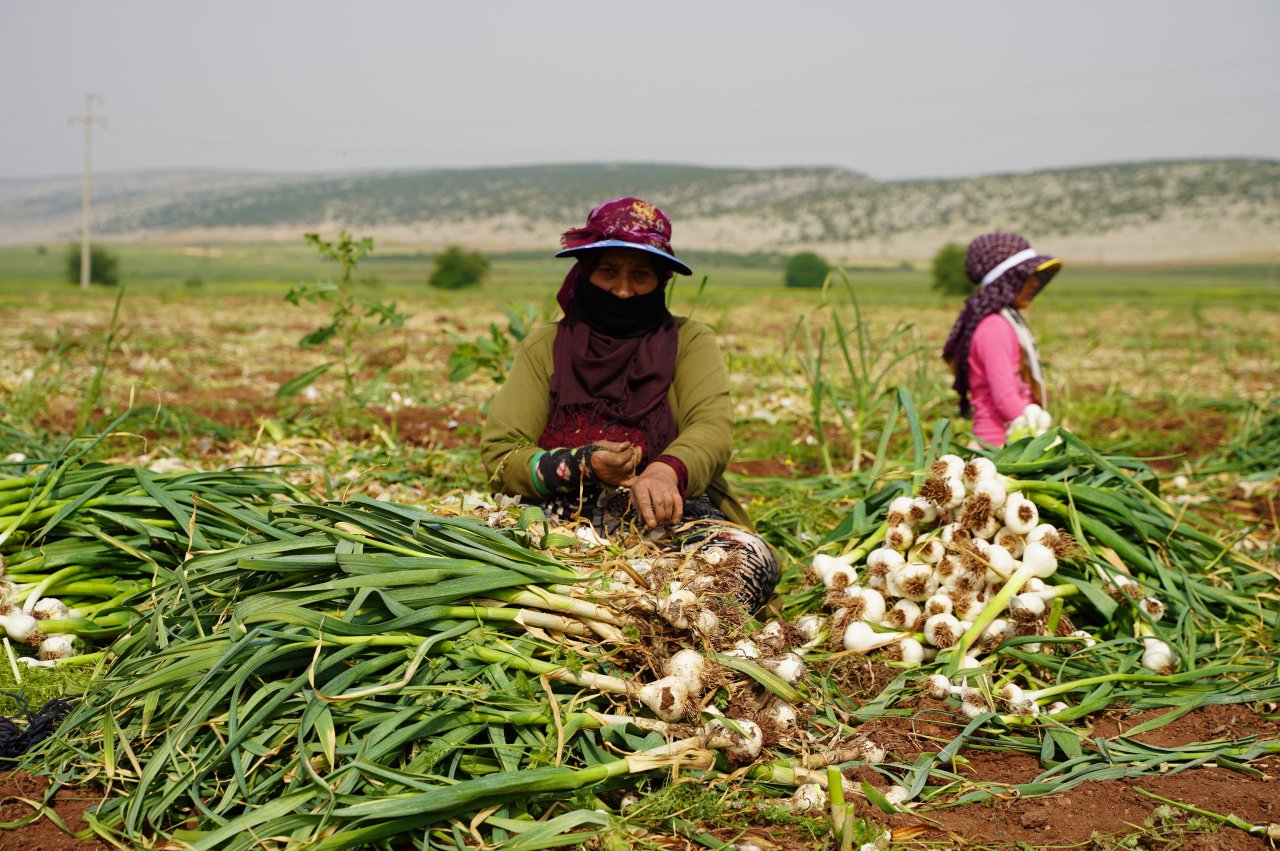 ab-tescilli-araban-sarimsaginda-hasat-vakti-2.jpg