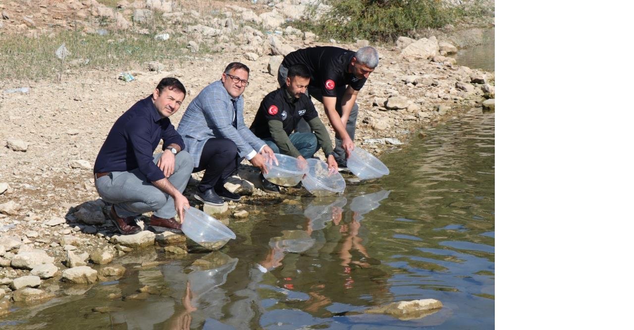 dicle-ilcesindeki-kralkizi-barajina-100-bin-pullu-sazan-yavrusu-birakildi.jpg