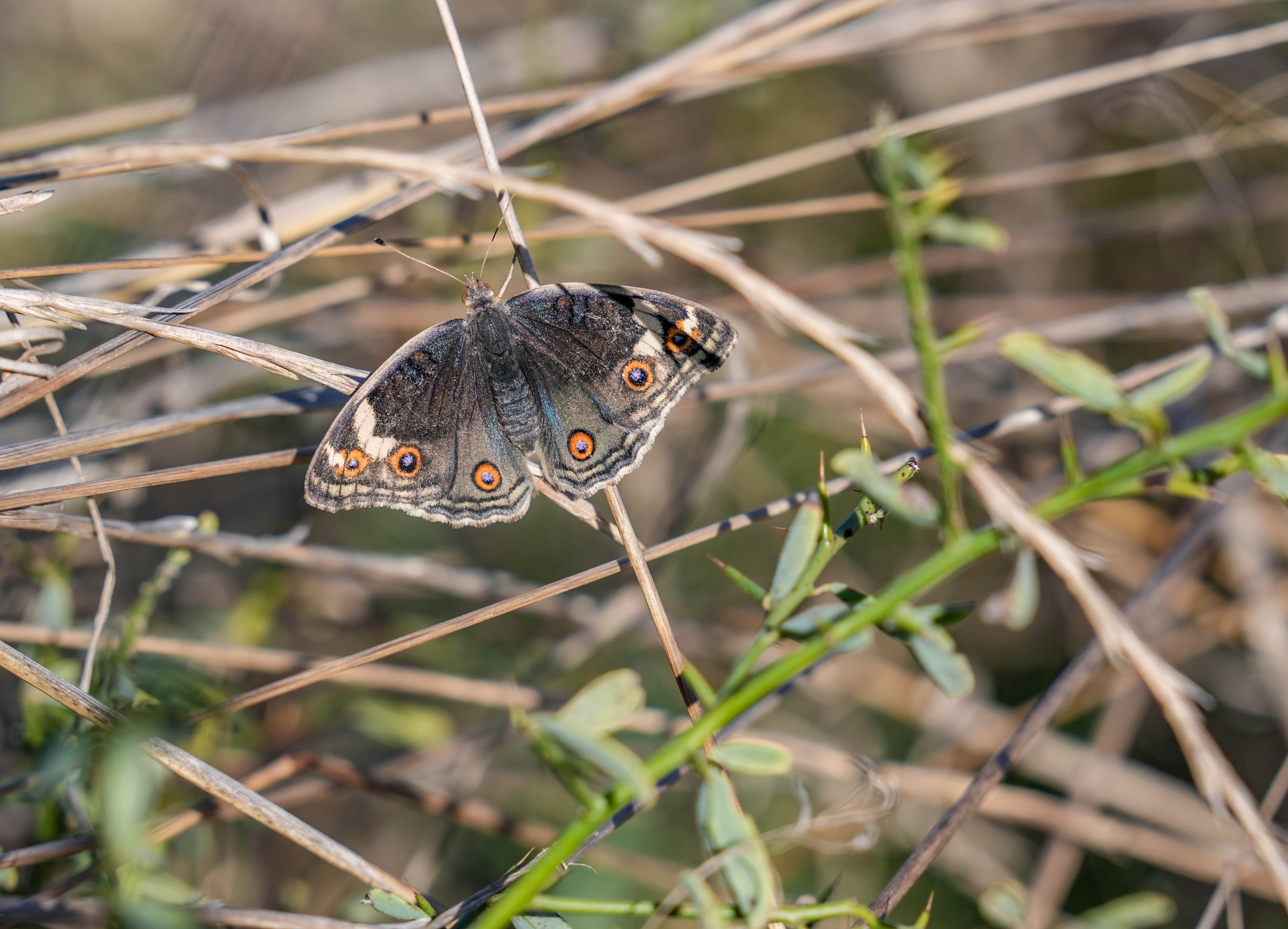 aa-20241109-36147832-36147824-ismini-dicle-nehriden-alan-kelebegi-tarihi-hevsel-bahcelerinde-fotografliyorlar-min.jpg