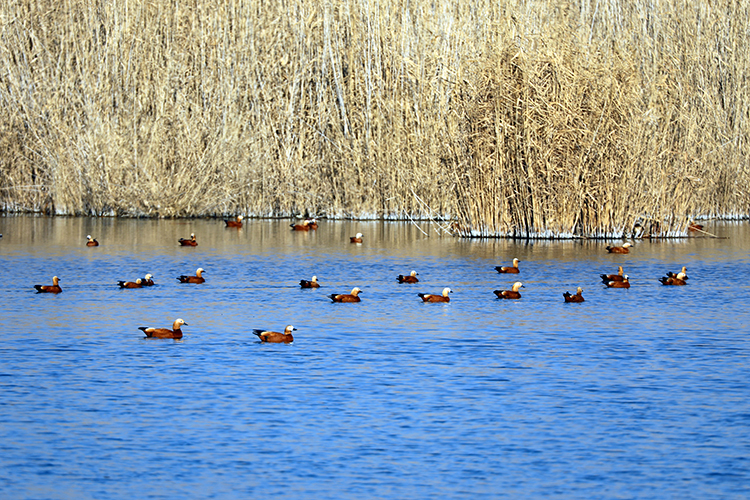 kus-agri-tigris1.jpg